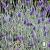 Lavandula angustifolia Silver Mist.jpg